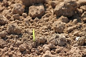A germination in the soil